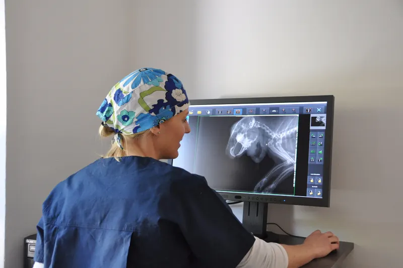 Dr. Elke Zimmermann begutachtet ein digitales Röntgenbild am Bildschirm