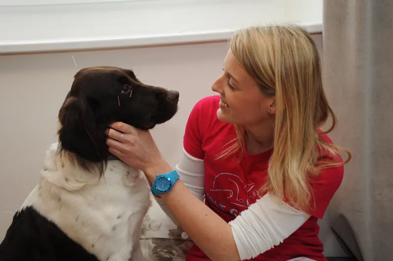 Die Tierärztin untersucht einen Hund auf der Couch im Wohlfühlraum