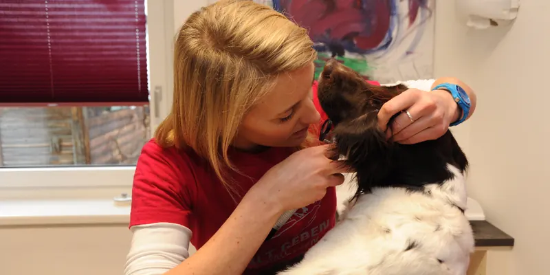 Dr. Elke Zimmermann untersucht das Ohr eines Hundes